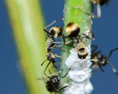 Sabah ağaç dalında karınca hareketi