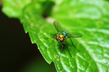 Arka planda makro fotoğraftaki küçük sinek böcekleri