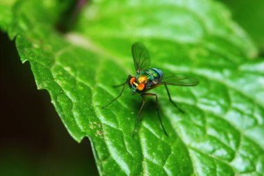 Arka planda makro fotoğraftaki küçük sinek böcekleri