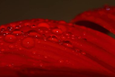 Güzel bir arka plan için doğada makro damla ve kırmızı güzel bir çiçek