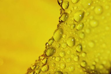 Makro damla ve sarı çiçek güzel bir arka plan için doğada