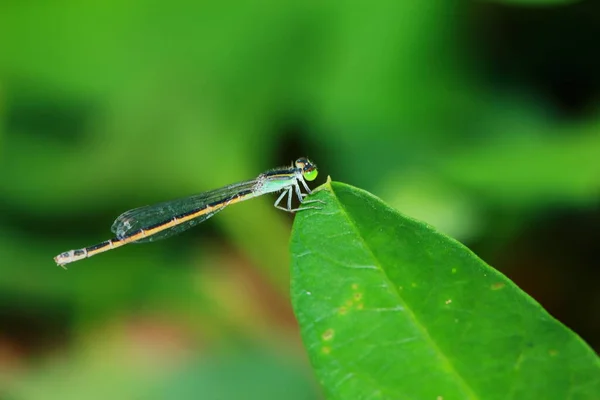 Macro Imagem Libélula Natureza — Fotografia de Stock