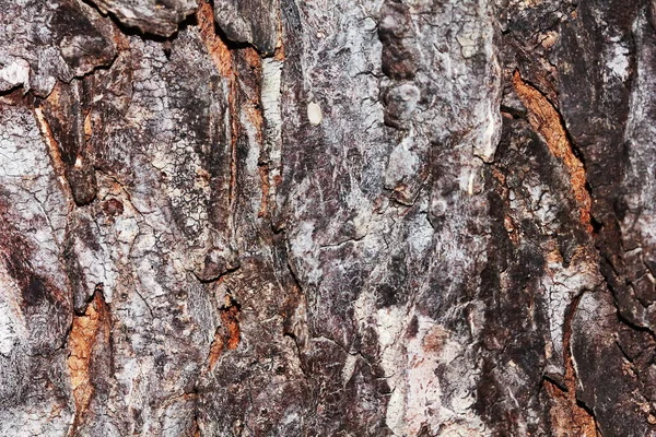 木の質感の樹皮 樹皮の質感 — ストック写真