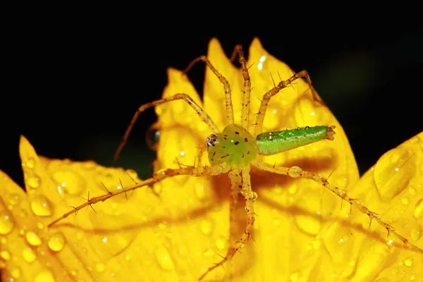 Makrofotografie Der Springenden Spinne Auf Blumenhintergrund — Stockfoto