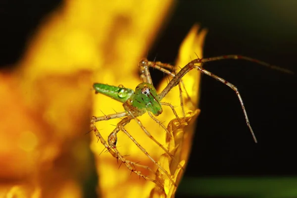 Macro Fotografie Van Jumping Spider Bloemachtergrond — Stockfoto