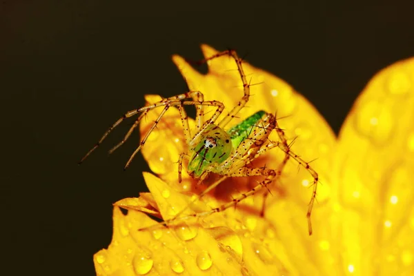 Makrofotografie Der Springenden Spinne Auf Blumenhintergrund — Stockfoto