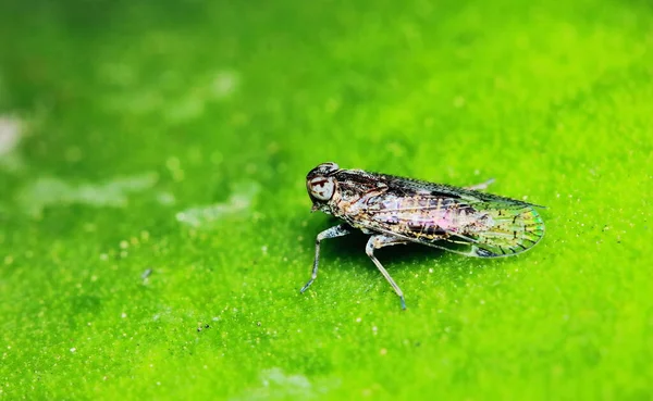 Pequeños Insectos Mosca Macrofotografía Sobre Fondo — Foto de Stock