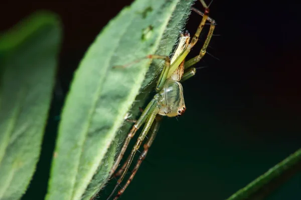 Макро Фотографія Стрибки Павука Зеленому Аркуші — стокове фото
