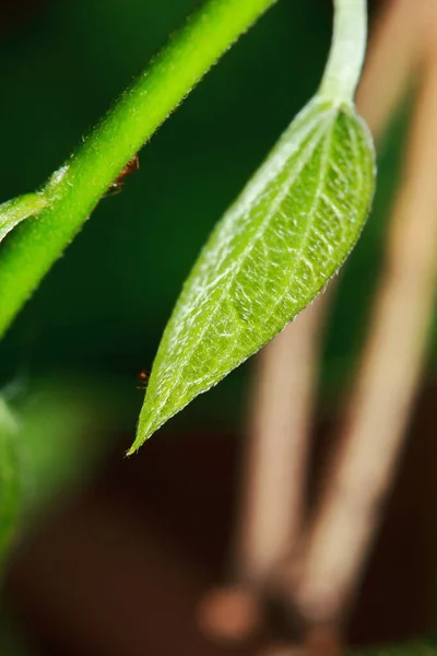 Taze Bitkilerden Yapılmış Yeşil Arkaplan Doğal Doku — Stok fotoğraf