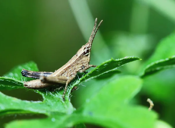 아름다운 메뚜기가 사이에 가려져 — 스톡 사진