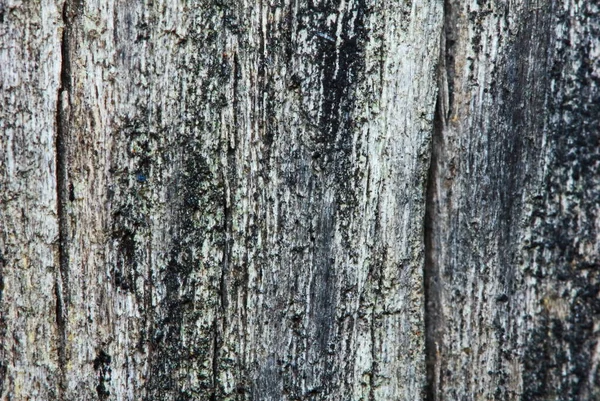 背景中较老的木结构 — 图库照片
