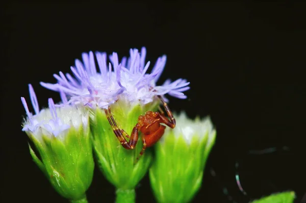 Makro Fotografia Jumping Spider Piękny Kwiat Świeżej Przyrody — Zdjęcie stockowe