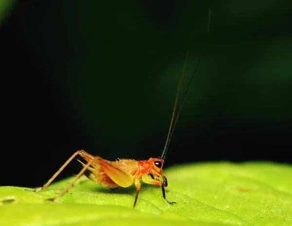 Natura Scena Młodego Krykieta Ogrodzie — Zdjęcie stockowe