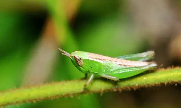 Güzel Böcek Çekirgesi Güneşli Yeşil Yaprakların Arasına Gizlenmiş — Stok fotoğraf
