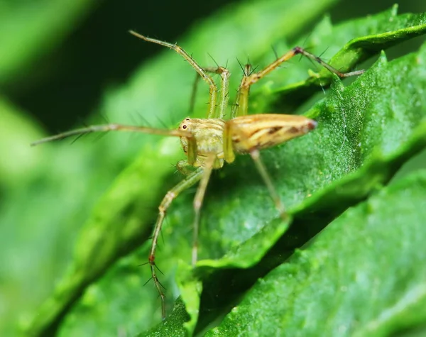 Makrofotografie Der Springenden Spinne Auf Grünem Blatt — Stockfoto
