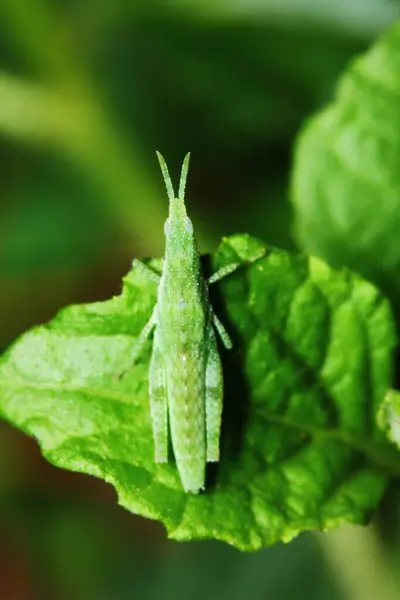 Hermoso Saltamontes Insectos Está Enmascarado Entre Hojas Verdes Soleado —  Fotos de Stock