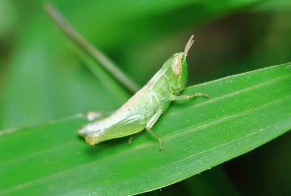 Sauterelle Verte Est Masquée Parmi Les Feuilles Vertes Sous Soleil — Photo