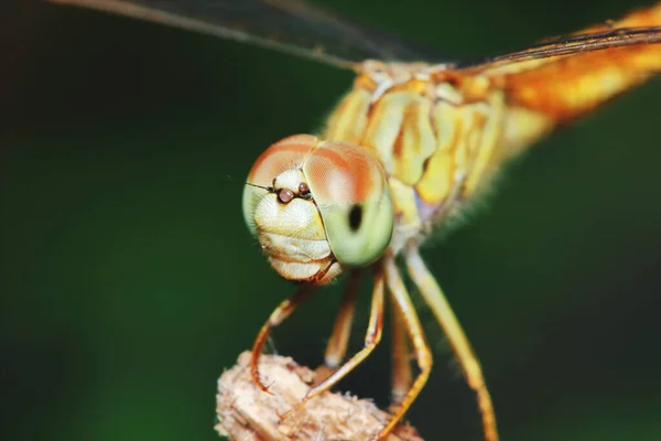 Makro Obrázek Vážky Přírodě — Stock fotografie