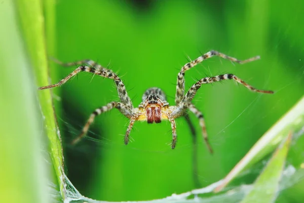 Makro Fotografia Skoku Pająka Zielonym Liściu Tle — Zdjęcie stockowe