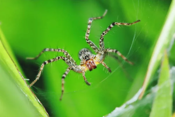 Macro Fotografia Jumping Spider Folha Verde Para Fundo — Fotografia de Stock