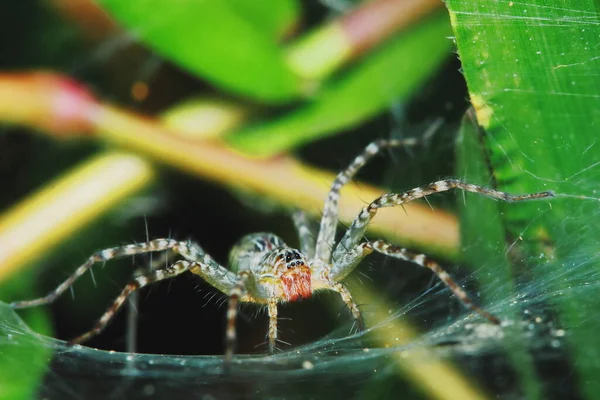 緑の葉の上のジャンピングスパイダーのマクロ写真 — ストック写真