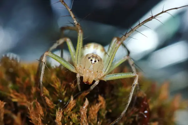 Makro Fotografia Jumping Spider Starym Mchu Naturze Tle — Zdjęcie stockowe