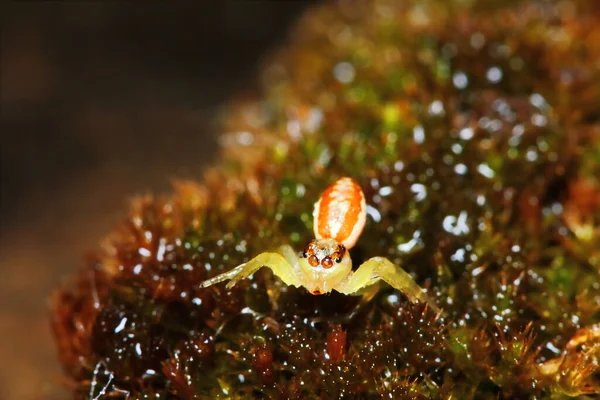 Makrofotografie Der Springenden Spinne Auf Altem Moos Der Natur Als — Stockfoto
