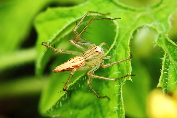 Macro Fotografie Van Springende Spin Groen Blad — Stockfoto