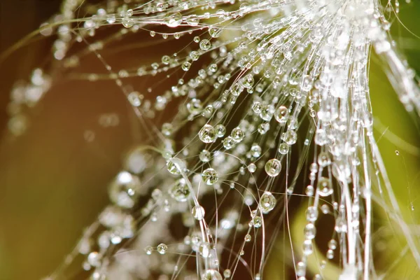 Bela Gota Teia Aranha Planta Semente Natureza Para Backgroud — Fotografia de Stock