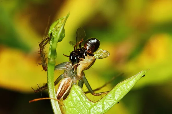 Makrofotografie Der Springenden Spinne Auf Grünem Blatt — Stockfoto