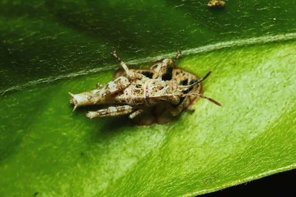 Insektenheuschrecke Ist Sonnigen Hintergrund Zwischen Grünen Blättern Versteckt — Stockfoto