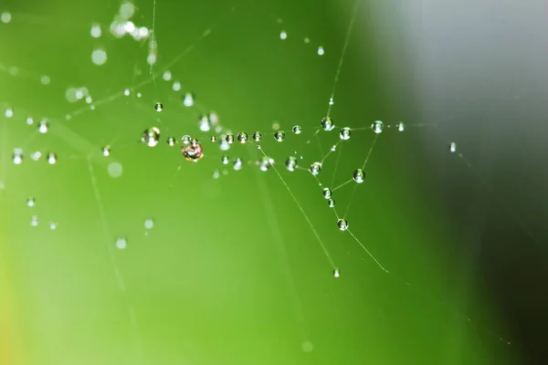 Bella Goccia Sulla Ragnatela Pianta Semi Natura Backgroud — Foto Stock