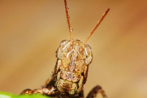 Mooie Insect Sprinkhaan Gemaskeerd Tussen Groene Bladeren Zonnig Voor Achtergrond — Stockfoto