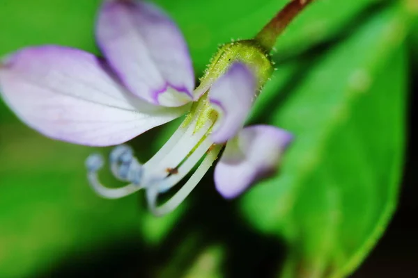 Fermer Sesbania Javanica Fleur Dans Jardin Naturel Pour Beau Fond — Photo