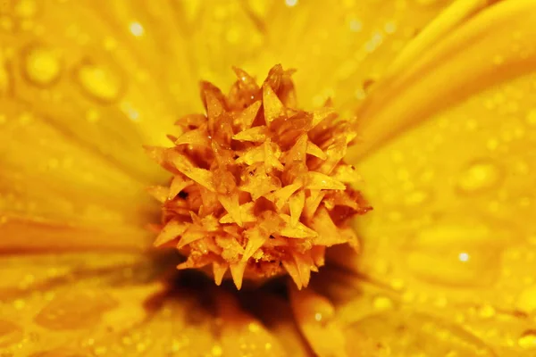 Arka Planda Makro Dropet Kozmos Çiçeği - Stok İmaj