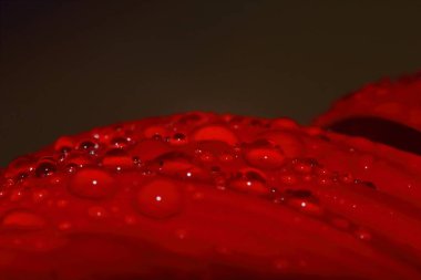 Güzel bir arka plan için doğada makro damla ve kırmızı güzel bir çiçek