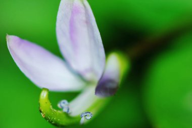 Kapatın Sesbania Javanica çiçeğini doğa bahçesinde güzel bir arka plan için