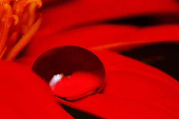 Makrotropfen Und Rote Blume Der Natur Für Schönen Hintergrund — Stockfoto
