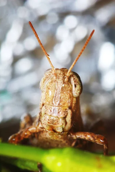 Mooie Insect Sprinkhaan Gemaskeerd Tussen Groene Bladeren Zonnig Voor Achtergrond — Stockfoto