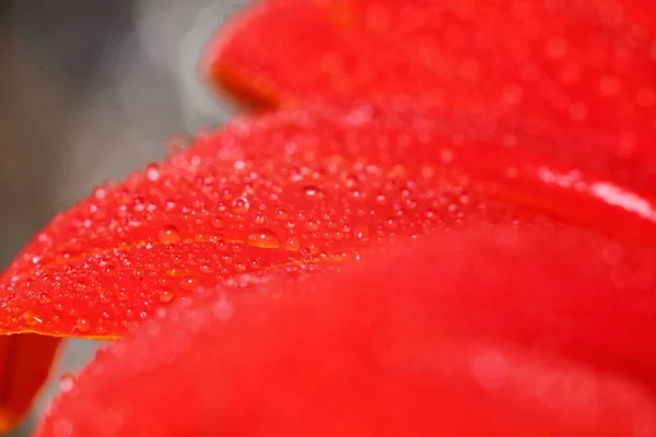 Makrotropfen Und Rote Blume Der Natur Für Schönen Hintergrund — Stockfoto