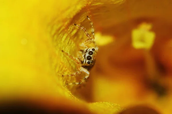 Macro Fotografie Van Springen Spider Geel Mooie Bloem Natuur Achtergrond — Stockfoto