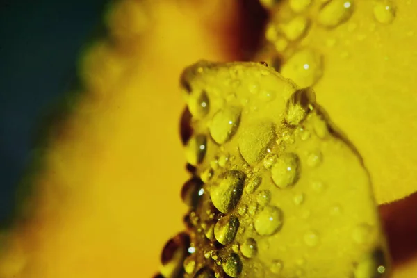 Macro Gota Amarelo Bela Flor Natureza Para Belo Fundo — Fotografia de Stock