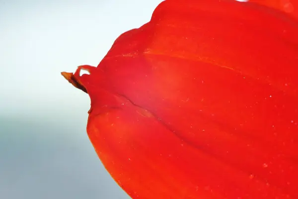 Макрокапля Красный Красивый Цветок Природе Красивого Фона — стоковое фото