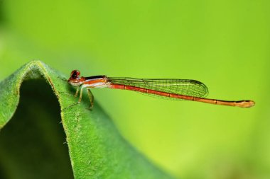 Doğadaki yusufçuk resmi.