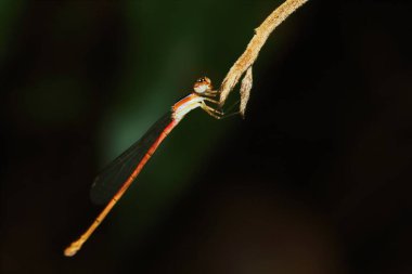 Doğadaki yusufçuk resmi.