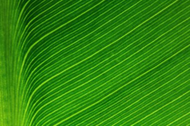 Arkaplan için yeşil yaprakların dokusu