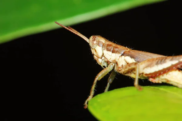 Insectensprinkhaan Gemaskeerd Tussen Groene Bladeren Zonnig — Stockfoto