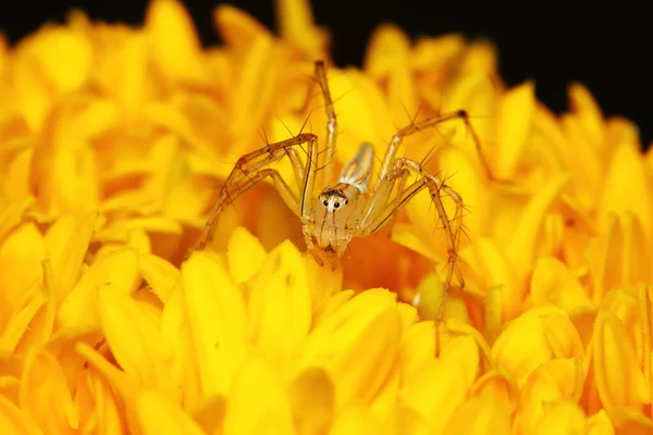 黄色のマリーゴールドの花のジャンピングスパイダーのマクロ写真 — ストック写真