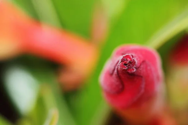 园中的粉红色菊花为背景 — 图库照片