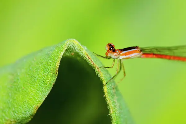 Macro Foto Della Libellula Nella Natura — Foto Stock